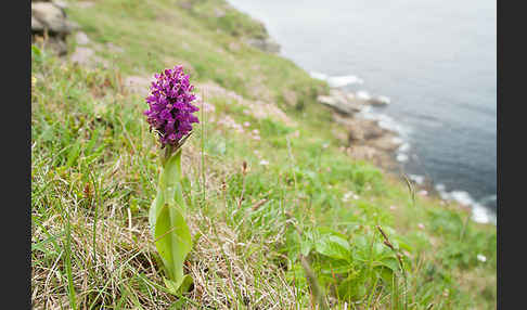 Dactylorhiza purpurella (Purpurrotes Knabenkraut)