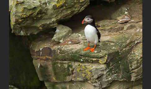 Papageitaucher (Fratercula arctica)