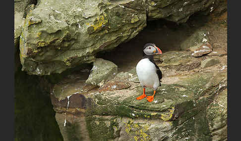 Papageitaucher (Fratercula arctica)