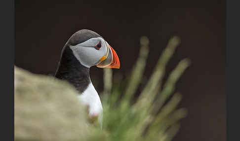 Papageitaucher (Fratercula arctica)