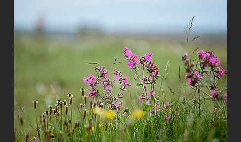 Rote Lichtnelke (Silene dioica)