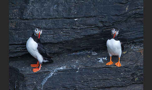 Papageitaucher (Fratercula arctica)