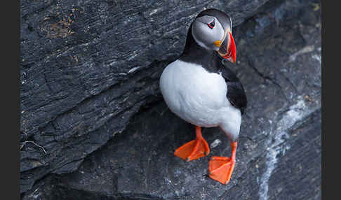 Papageitaucher (Fratercula arctica)