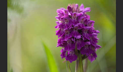 Dactylorhiza purpurella (Purpurrotes Knabenkraut)