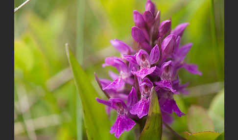 Dactylorhiza purpurella (Purpurrotes Knabenkraut)