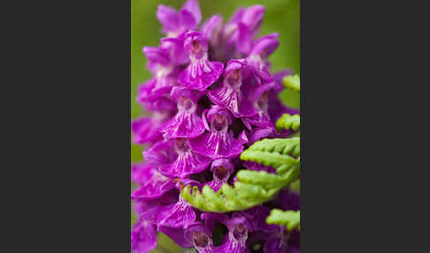 Dactylorhiza purpurella (Purpurrotes Knabenkraut)