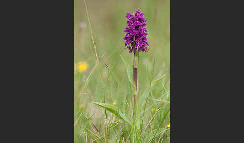 Dactylorhiza purpurella (Purpurrotes Knabenkraut)