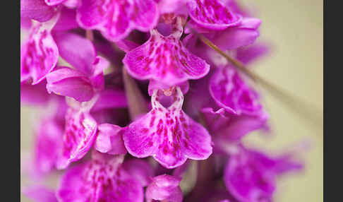 Dactylorhiza purpurella (Purpurrotes Knabenkraut)