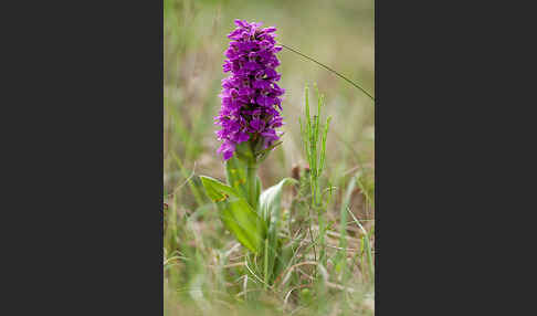 Dactylorhiza purpurella (Purpurrotes Knabenkraut)