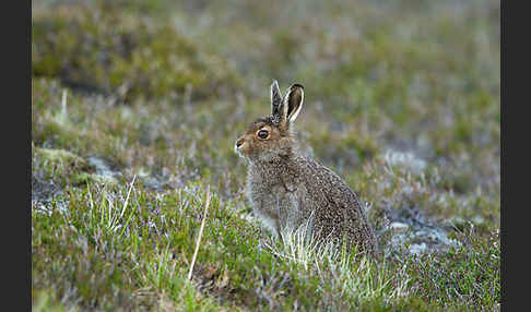 Schottischer Schneehase (Lepus timidus scoticus)