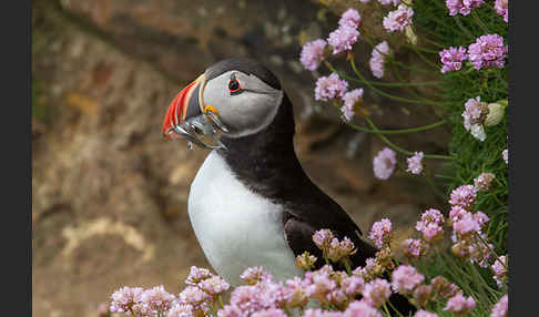 Papageitaucher (Fratercula arctica)