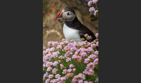 Papageitaucher (Fratercula arctica)