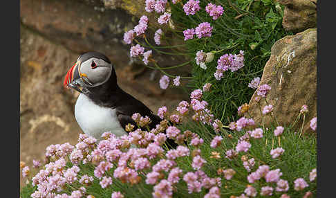 Papageitaucher (Fratercula arctica)