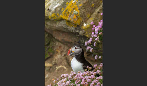 Papageitaucher (Fratercula arctica)