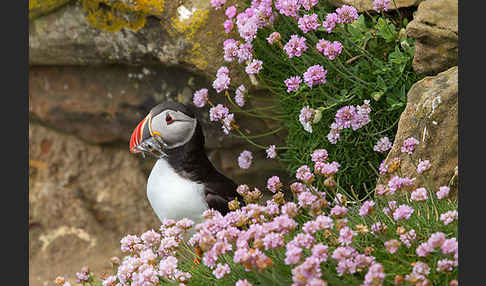 Papageitaucher (Fratercula arctica)