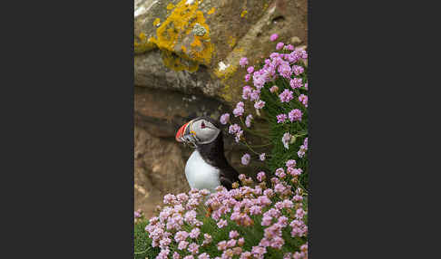 Papageitaucher (Fratercula arctica)