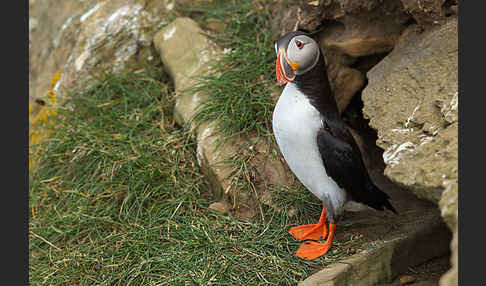 Papageitaucher (Fratercula arctica)