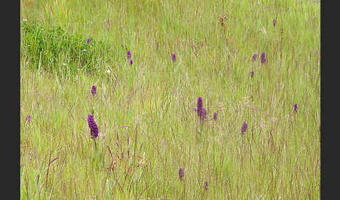 Dactylorhiza purpurella (Purpurrotes Knabenkraut)