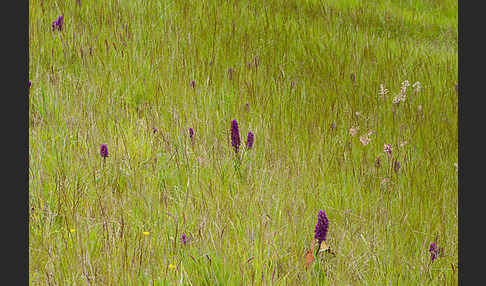 Dactylorhiza purpurella (Purpurrotes Knabenkraut)