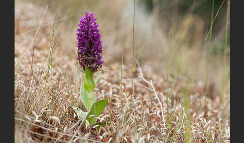 Dactylorhiza purpurella (Purpurrotes Knabenkraut)