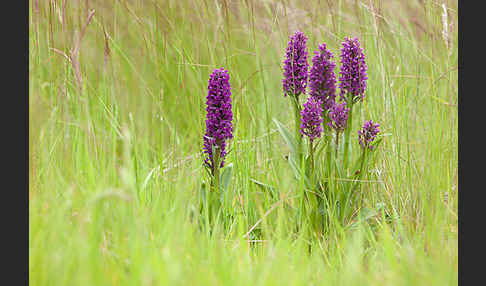 Dactylorhiza purpurella (Purpurrotes Knabenkraut)