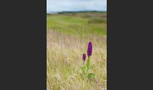 Dactylorhiza purpurella (Purpurrotes Knabenkraut)