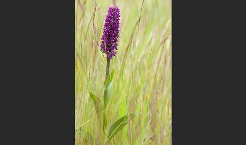 Dactylorhiza purpurella (Purpurrotes Knabenkraut)