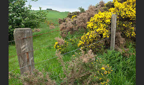 Stechginster (Ulex europaeus)