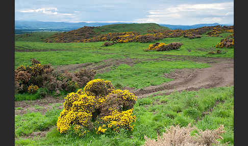 Stechginster (Ulex europaeus)