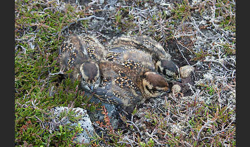 Moorschneehuhn (Lagopus lagopus)