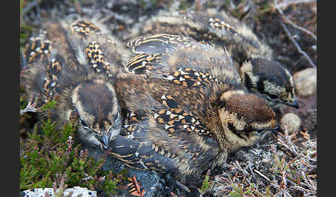 Moorschneehuhn (Lagopus lagopus)