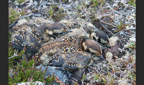 Moorschneehuhn (Lagopus lagopus)