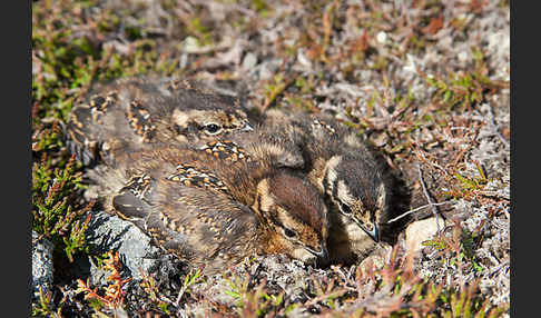 Moorschneehuhn (Lagopus lagopus)