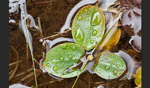 Laichkraut spec. (Potamogeton spec.)