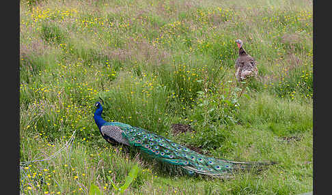 Pfau (Pavo cristatus)