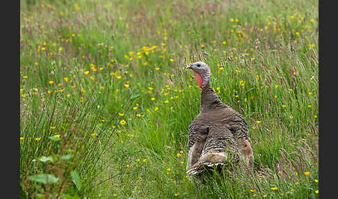 Truthuhn (Meleagris gallopavo domestica)