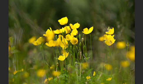 Wald-Mohn (Papaver cambricum)