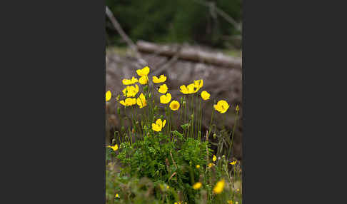 Wald-Mohn (Papaver cambricum)