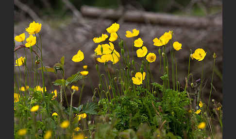 Wald-Mohn (Papaver cambricum)