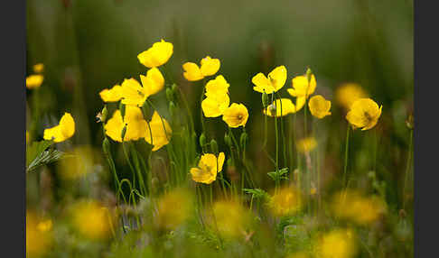 Wald-Mohn (Papaver cambricum)