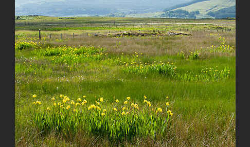 Wasser-Schwertlilie (Iris pseudacorus)