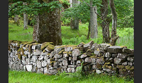 Rot-Buche (Fagus sylvatica)