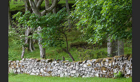 Rot-Buche (Fagus sylvatica)