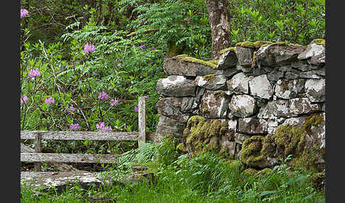 Rot-Buche (Fagus sylvatica)