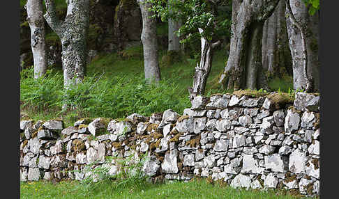 Rot-Buche (Fagus sylvatica)