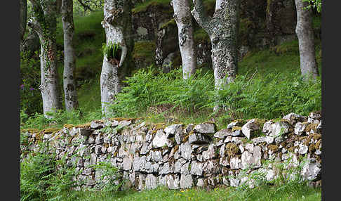 Rot-Buche (Fagus sylvatica)