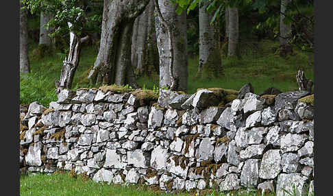 Rot-Buche (Fagus sylvatica)