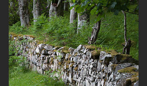 Rot-Buche (Fagus sylvatica)