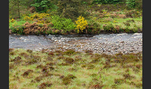 Stechginster (Ulex europaeus)