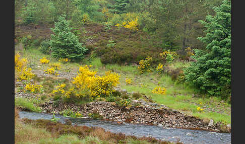 Stechginster (Ulex europaeus)